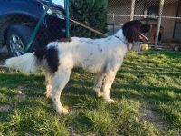 Fransi Von Der Schmiede